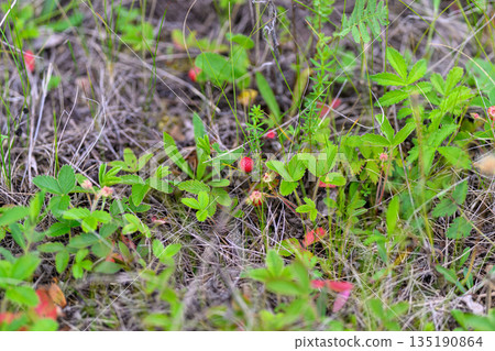 Wild Strawberries Thriving and Growing in Their Natural Habitat and Surrounding Ecosystem Wild Strawberries Thriving and Growing in Their Natural Habitat and Surrounding Ecosystem 135190864