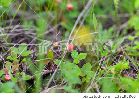Explore Wild Berries Thriving in a Vibrant, Lush Green Habitat Teeming with Life and Color Explore Wild Berries Thriving in a Vibrant, Lush Green Habitat Teeming with Life and Color 135190866