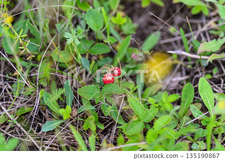 Vibrant and Colorful Wild Berries Thriving Amidst Lush and Lively Greenery All Around Vibrant and Colorful Wild Berries Thriving Amidst Lush and Lively Greenery All Around 135190867