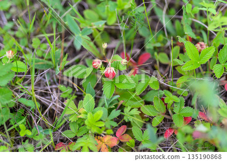 Wild strawberries thrive beautifully among lush, green foliage in their natural habitat Wild strawberries thrive beautifully among lush, green foliage in their natural habitat 135190868