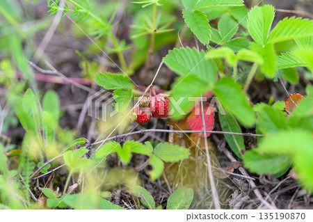 Wild Strawberries Flourishing and Growing Beautifully in Their Natural Habitat Environment 135190870