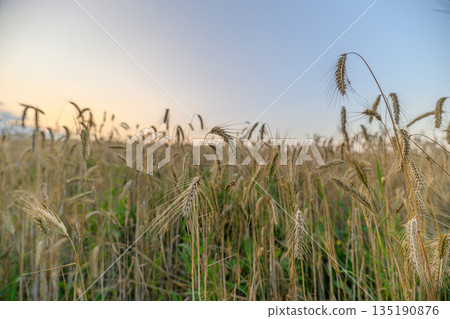 Golden Fields Under a Beautiful Twilight Sky at Dusk, a Stunning Sight to Behold 135190876