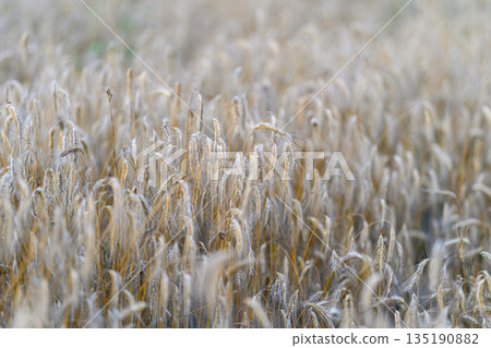 A Beautiful Golden Wheat Field Bathed in Soft, Gentle Light, Capturing Natures Essence 135190882