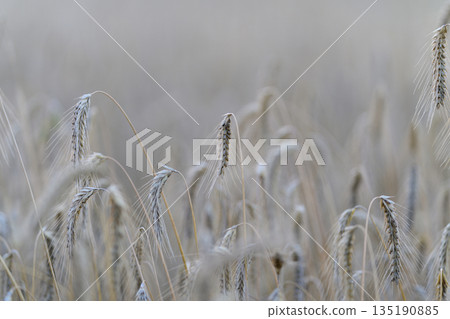 Delicate, dewcovered grasses glistening in a serene and peaceful early morning landscape Delicate, dewcovered grasses glistening in a serene and peaceful early morning landscape 135190885