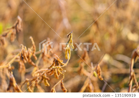 Sunlit soybean with delicate leaves, Gentle rural scene featuring soybean and golden hues, Serene rural landscape emphasizing fragile plant life and tranquility of autumn harvest Sunlit soybean with delicate leaves, Gentle rural scene featuring soybean and golden hues, Serene rural landscape emphasizing fragile plant life and tranquility of autumn harvest 135190919