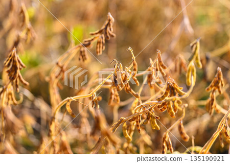 Withered soybean crops reflect environmental stress impacts, Dehydrated soybean foliage and pods demonstrate adverse effects of climateinduced moisture deficiency Withered soybean crops reflect environmental stress impacts, Dehydrated soybean foliage and pods demonstrate adverse effects of climateinduced moisture deficiency 135190921