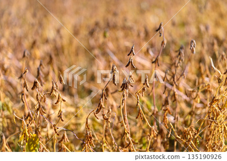 Detailed macro texture of soybean, focus on dry pods, fine hairs and curled stems with high contrast and tactile surfaces suited for packaging and editorial projects 135190926