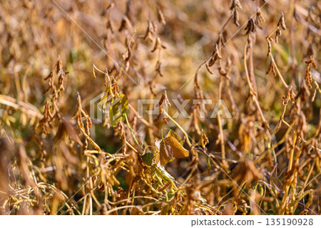 Golden soybean field bathing in dusk, soft bokeh and warm tones capture expansive lateseason rows and mellow rural atmosphere ideal for lifestyle and editorial use 135190928