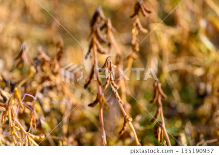 Detailed soybean depiction, Closeup of soybean pods detail, Vivid image showcasing dried soybean seed pods, Scientific presentation emphasizing seed quality and agronomic features Detailed soybean depiction, Closeup of soybean pods detail, Vivid image showcasing dried soybean seed pods, Scientific presentation emphasizing seed quality and agronomic features 135190937