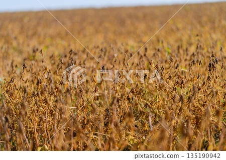 Mapping technology emphasizes sustainable practices in agriculture today, Undulating landscape reveals prosperous harvest prospects under warm seasonal backdrop 135190942