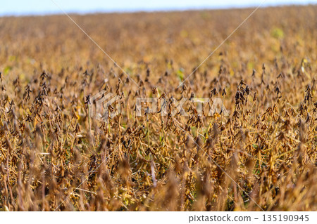 Soybean field scenery, Industrial scale farming with mechanized harvesting preparations, Expansive soybean fields displaying uniform rows and seasonal agricultural activity 135190945