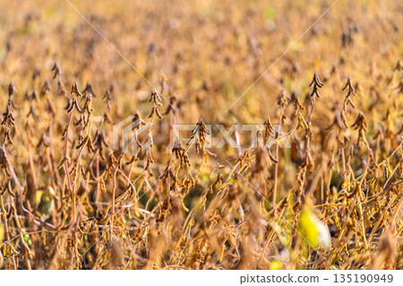 Wide golden soybean field at dusk, endless rows under low sun, machinery tracks faintly visible, farmer driving combine in distance, harvest scene capturing abundance Wide golden soybean field at dusk, endless rows under low sun, machinery tracks faintly visible, farmer driving combine in distance, harvest scene capturing abundance 135190949