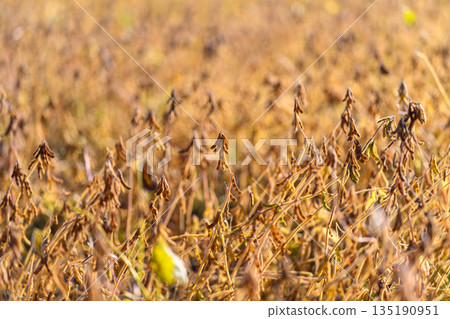Soybean field for quality inspection, market buyer scenario implied, uniform pods and stems, commercial agriculture context, warm lateseason light and supply planning mood Soybean field for quality inspection, market buyer scenario implied, uniform pods and stems, commercial agriculture context, warm lateseason light and supply planning mood 135190951