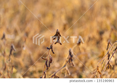 Withered soybean stalks offering wildlife shelter, seasonal dieback with seeds on pods attracting birds, melancholic rural conservation scene, muted golden palette and quiet mood 135190963