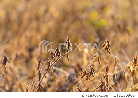 Drone view of backlit soybeans and blurred agricultural landscape, Narrative showcasing climateconscious farming through illuminated soybean pods and bokeh effects 135190966