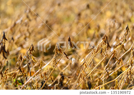 Dense soybean crop under warm sun, overlapping stalks creating layered pattern, occasional green leaf among golden pods, expansive rural harvest mood, sundappled highlights 135190972