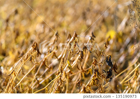 Inspecting soybean shell textures carefully, Examining seed surfaces and pod integrity closely, Assessing different characteristics of soybean pods for quality grading purposes Inspecting soybean shell textures carefully, Examining seed surfaces and pod integrity closely, Assessing different characteristics of soybean pods for quality grading purposes 135190973