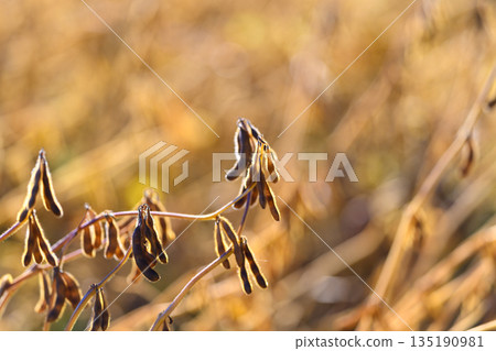 Closeup soybean pods illuminated by backlight, fine hairs and pod veins clearly visible, warm rim light creating glowing edges, intimate botanical study, rustic texture emphasized 135190981