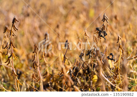 Ripening soybean plants in rows, Mature soybean plants with crisp pods in layered fields, Late season soybean cultivation with detailed pods and blurred background landscape 135190982