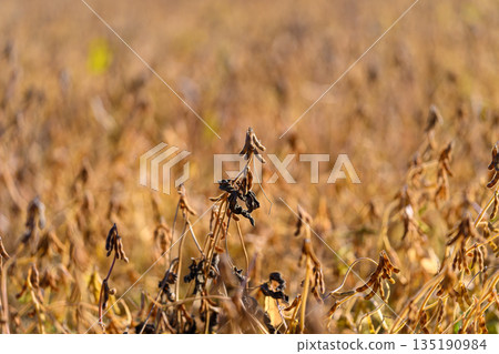 Tranquil soybean rows bathed in soft light, distant stalks blurred into warm mosaic, pods hanging dry, rustic rural atmosphere, endof-season calm, gentle breeze suggested 135190984