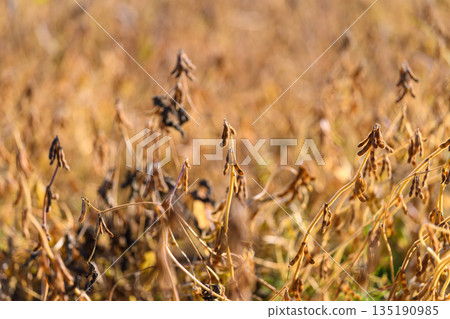 Sunlit soybean field glowing with ripe pods and warm golden light, soft bokeh background, tall dry plants swaying gently, late summer harvest mood, warm tones and shallow depth 135190985