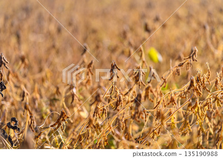 Bright fields with ripening soybeans, Tranquil agricultural landscape illuminated by soft sunlight, Peaceful rural vista with mature soybeans glowing under warm sunlight Bright fields with ripening soybeans, Tranquil agricultural landscape illuminated by soft sunlight, Peaceful rural vista with mature soybeans glowing under warm sunlight 135190988