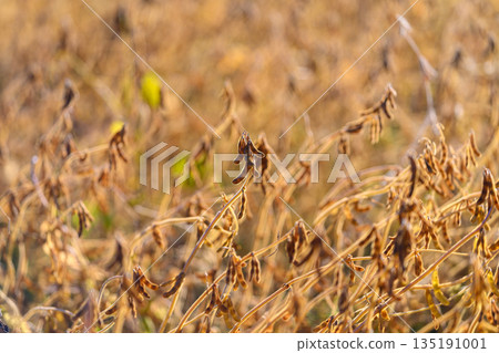 Soybean harvest scene, Shallow focus on dried beans, Agricultural scene with earthy tones and pods, Largescale soybean harvesting depicted with textured pods and soft background Soybean harvest scene, Shallow focus on dried beans, Agricultural scene with earthy tones and pods, Largescale soybean harvesting depicted with textured pods and soft background 135191001
