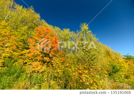 Bright colorful canopy, Vibrant forest crown scene, Radiant tree top with diverse foliage, Sundrenched leafy branches showcasing rich hues and inviting atmosphere Bright colorful canopy, Vibrant forest crown scene, Radiant tree top with diverse foliage, Sundrenched leafy branches showcasing rich hues and inviting atmosphere 135191008