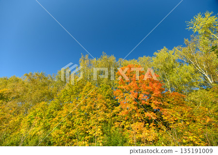 Colorful tree amidst autumn sky, Juicy orange sprout surrounded by yellow foliage, Youthful orange young tree contrasted by bright yellow leaves under clear cerulean sky Colorful tree amidst autumn sky, Juicy orange sprout surrounded by yellow foliage, Youthful orange young tree contrasted by bright yellow leaves under clear cerulean sky 135191009