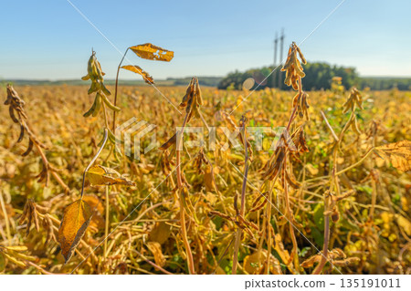 Expansive soybean plantation beneath clear dawn sky extends far, Gentle rural scene featuring vast soybean cultivation under bright morning sky and distant treelines 135191011