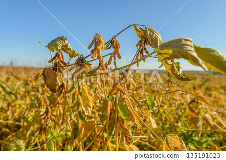 Warm season scene featuring mature soybeans and fields, Bright sunlight illuminating ripe soybeans in expansive agricultural landscape emphasizing sustainable farming Warm season scene featuring mature soybeans and fields, Bright sunlight illuminating ripe soybeans in expansive agricultural landscape emphasizing sustainable farming 135191023