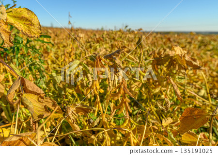Agricultural prosperity showcased through expansive soybean cultivation scene, Lush soybean farm under bright daylight highlighting productive and sustainable farming practices 135191025
