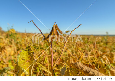 Closeup of mature soybean pods, Detailed view highlighting soybean seed and leaf textures, Comprehensive photograph emphasizing soybean pod details and plant robustness Closeup of mature soybean pods, Detailed view highlighting soybean seed and leaf textures, Comprehensive photograph emphasizing soybean pod details and plant robustness 135191026