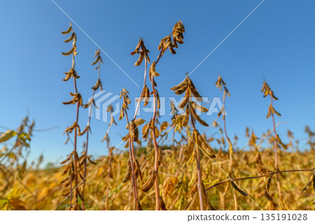 Soybeans vibrant imagery, Highresolution capture of mature soybeans against bright sky, Photograph showcasing soybean pods with emphasis on texture and seed development Soybeans vibrant imagery, Highresolution capture of mature soybeans against bright sky, Photograph showcasing soybean pods with emphasis on texture and seed development 135191028