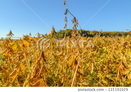 Serene rural field with shining pods, Calm countryside with lush soybean plants under sky, Peaceful agricultural area showcasing mature soybeans and wide open horizons 135191029