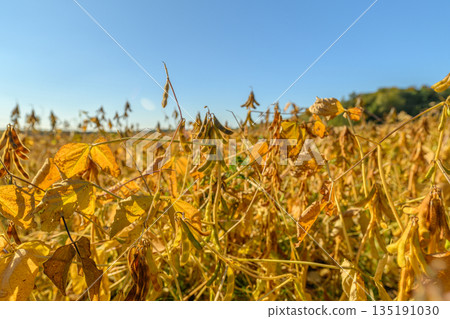 Detailed dry legume snapshot, Highlighting seed quality against warm sunlight background, Closeup view emphasizing structure and richness of soybean pods in sunlight 135191030