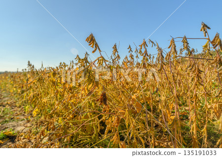 Industrial scale soybean cultivation with harvest readiness observed, Mature soybean plantation extending to horizon beneath clear blue sky with mechanized harvesting potential Industrial scale soybean cultivation with harvest readiness observed, Mature soybean plantation extending to horizon beneath clear blue sky with mechanized harvesting potential 135191033