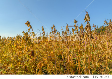 Sunlit soybeans in lush field, Agronomist examines golden soybean pods under bright summer sky, Scenic view of swaying soybean plants and rolling hills in warm sunlight 135191034