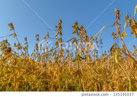 Gentle breeze inspires hillside growth, Fields of soy bend with warm wind, Agricultural landscape showcases moving soybean plants amidst seasonal climate change visuals Gentle breeze inspires hillside growth, Fields of soy bend with warm wind, Agricultural landscape showcases moving soybean plants amidst seasonal climate change visuals 135191037