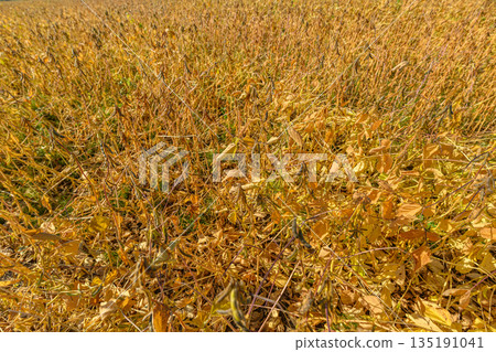 Groundlevel perspective highlighting dry leaves and dense soybean rows, Agricultural inspection shot focusing on mature soybean plants with dry foliage and soil 135191041