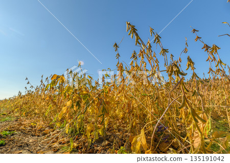 Pods sway as soft wind passes through crops, Peaceful beans dance with gentle wind among fields, Calm soybean plants gently dance under soft breeze in sloped fields 135191042