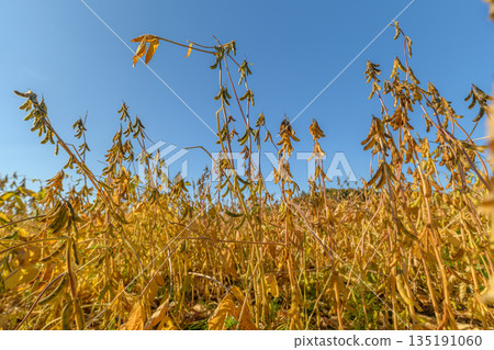 Golden soybean field under clear sky, ripe pods swaying, lowangle view emphasizing stalk texture and harvest readiness, warm sunlight and blue horizon conveying late-season calm 135191060