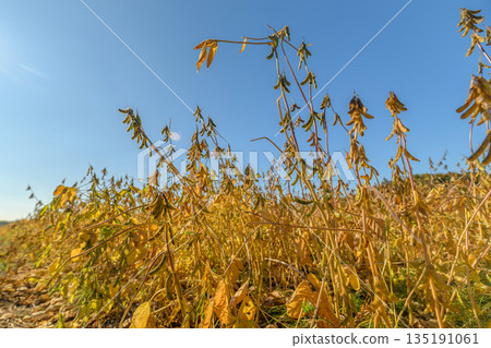Lateseason soybean plants under blue sky, golden leaves and mature pods signaling harvest cycle and soil-to-market journey, calm rural atmosphere with sustainable agriculture focus 135191061