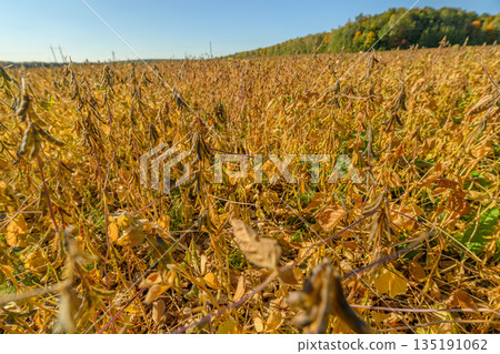 Rural soybean field in fall, Sunlit mature soy crops in autumn ready for collection, Golden mature soybean plants spread across rolling farmland under clear blue sky 135191062
