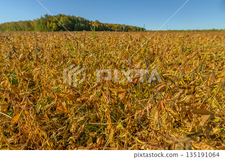 Photographic view of extensive soybean fields and distant wooded hills, Sweeping vista of vast soybean plantations beneath bright autumn sky and distant forested hills 135191064