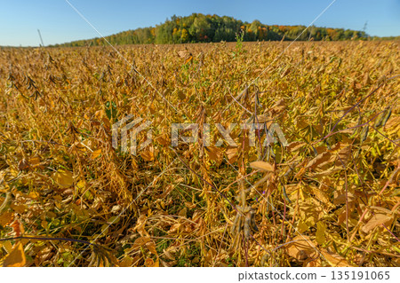 Golden harvest scene, Autumn farmland under bright sky, Serene autumn landscape of crop ready for collection, Sunny rural field with ripe soybeans awaiting harvest time Golden harvest scene, Autumn farmland under bright sky, Serene autumn landscape of crop ready for collection, Sunny rural field with ripe soybeans awaiting harvest time 135191065