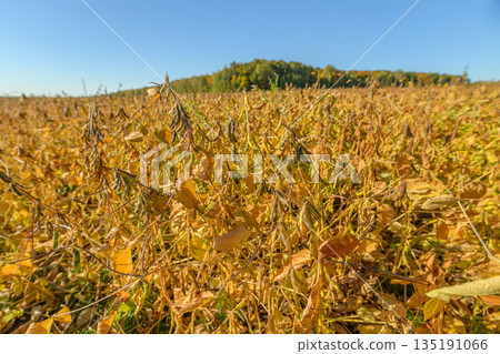 Harvesting soybean plants in fall, Serene autumn soybean field with distant hill, Spacious autumn soybean landscape featuring distant wooded elevation and bright blue sky 135191066