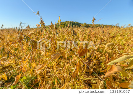 Uniform golden soybean field, Wide view of soybean crop maturity, Expansive soybean cultivation demonstrating uniform maturity and largescale agricultural readiness 135191067