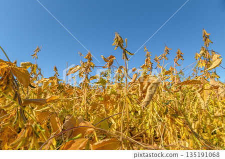Autumn harvest scene, Golden fields and distant treetops, Sunlit soybean fields stretch into horizon, Fading sunlight enhances nostalgic atmosphere of harvest season Autumn harvest scene, Golden fields and distant treetops, Sunlit soybean fields stretch into horizon, Fading sunlight enhances nostalgic atmosphere of harvest season 135191068