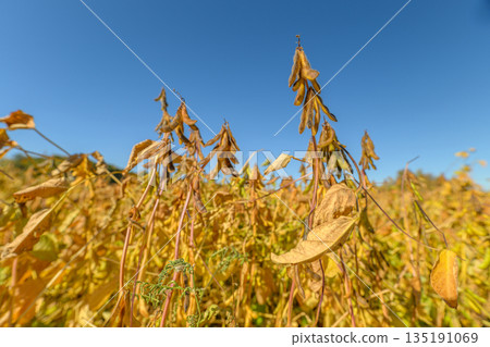 Macro view mature soybean pods revealing texture and veins, dried pod surfaces, seed bulges, tactile details suited for botanical study, seed catalog and scientific reference 135191069